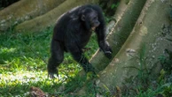Chimpanzees drum with regular rhythm when they beat on tree trunks, study shows