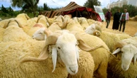 Drought, rising prices and dwindling herds undercut this year's Eid al-Adha in North Africa