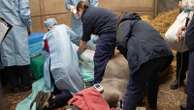 Surgeon’s perform world-first surgery on UK Rhino