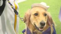 Meet the golden retriever service dog stealing the show in marching bandWinnie takes to the field with the University of Northern Iowa marching band.10/14/2024 03:47:00 EDT