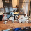 Retiree adopts senior dogs to give them love in their twilight yearsSteve Greig began the adoptions after his dog died from being hit by a car.2/23/2024 04:20:57 EST