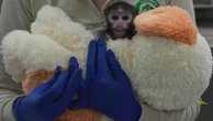 Meet Yuji, the Mexican baby monkey finding comfort in a plush companion