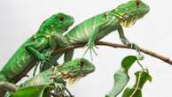 Taiwan plans to cull up to 120,000 green iguanas due to negative agriculture impact