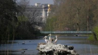 Giant lily pads and a bronze tree are among designs for Queen Elizabeth II's memorial