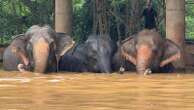 Flooding from seasonal rains threatens residents in northern Thailand, including elephants