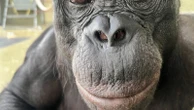 Can apes play pretend? Scientists use an imaginary tea party to find outA new experiment hints that an ape may be able to play pretend like humans do1 hour ago