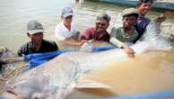 Huge and rare Mekong catfish spotted in Cambodia, raising conservation hopes