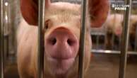 A pig organ may save your life one day