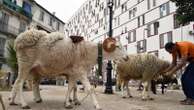 Algeria plans to import one million sheep ahead of Islam's Eid Al-Adha