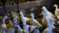 Long Island's last duck farm is quacking again after losing its entire flock to the bird fluLong Island’s last commercial duck farm is rebuilding after a bird flu outbreak forced the destruction of its entire 100,000-bird flock in January3 hours ago