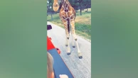 Giraffe lifts up toddler into the air during safari drive-thru The toddler was feeding the giraffe from the back of her family’s truck. 6/5/2024 04:10:04 EDT