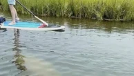 Scientists standing by to rescue rare manatee sighted in cold New England waters