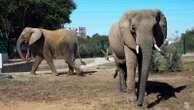 Animal welfare group says bacterial infection killed Sonia the elephant in Pakistan