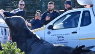 'How did you get here?' A large elephant seal is found lumbering along a South African street