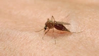 10 Massachusetts communities at high risk of mosquito-spread virus 'Triple E'
