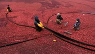 Massachusetts cranberry bogs are being given a second life as vibrant wetlands