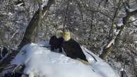 New eagle camera is going live in Minnesota to the delight of global viewers