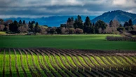 Why climate change could soon make 70% of the world's wine regions unsuitable