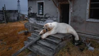 Photos show polar bears chilling at home in abandoned Russian research station