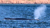 German rescuers plan to use air cushions to save Timmy the stranded whale