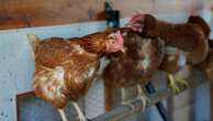 Vaccinating poultry could help cut soaring egg prices but US remains hesitant