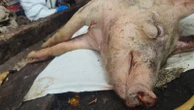 Taiwan reports its first case of African swine fever