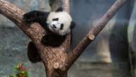 Hong Kong residents compete to name twin panda cubs who just turned 6 months old