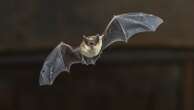 CDC says bat virus not 'concern to public health'