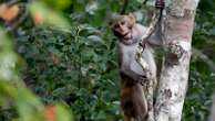 2 more escaped monkeys recaptured and enjoying peanut butter and jelly sandwiches in South Carolina