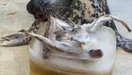 Seal marks her 50th birthday at a sanctuary. Sheba may be the oldest in captivity