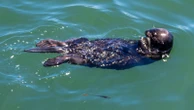 Sea otter nabs surfer's board off Santa Cruz coastThe victim did not sustain an injury in the incident.30 minutes ago