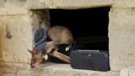 Land mines and tuberculosis are no match for ‘hero rats’ sniffing out danger, disease