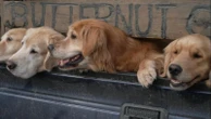 This farm's golden retriever experience is a dog lover's dream destinationA 'happy' of Butternut Goldens will play with guests for an hour and a half.3/8/2024 09:25:48 EST