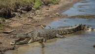 12-year-old child missing after being attacked and taken by crocodile: Report