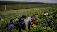 Climate change and harsh weather in France bring challenges to Chablis wine country