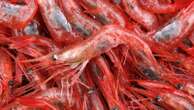 Small winter catch set for New England's long-closed shrimp industry, a climate casualty