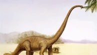 New eusauropod with 39-foot neck discovered in China