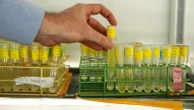 Warming seas threaten key phytoplankton species that fuels the food web, study finds