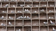 Arctic birders combat impact of climate change and avian flu on delicate ecosystem