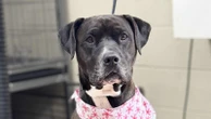 Shelter dog credited with recognizing man's seizure gets adoptedSienna, a 4-year-old Lab and pit bull mix, is being hailed as a hero.16 minutes ago