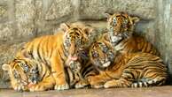 Polish zoo celebrates the birth of 4 Sumatran tigers, a critically endangered species