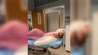 'Grey's Anatomy' cast members remake 'I'm Just Ken' to celebrate season 20 finaleChris Carmack, Camilla Luddington, Anthony Hill and more appear in the video.6/2/2024 12:16:14 EDT