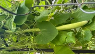 The Associated PressTransform your tiny garden into a lush haven with these creative tipsSpace, or the lack of it, doesn't have to stand between you and a fruitful garden1 hour ago