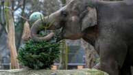 It's Christmas for the elephants as unsold trees are fed to the animals at Berlin Zoo