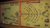 Ethiopian fossil Lucy leaves for her first exhibition in Europe