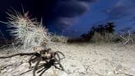 Spider lovers scurry to Colorado town in search of mating tarantulas and community