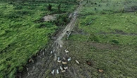 Brazilian state's deforestation amnesty poses 'one of the greatest threats' to the Amazon
