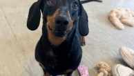 The Associated PressMiniature dachshund reunited with owner after 18 months lost on an Australian islandA miniature dachshund named Valerie who was lost for 18 months — or around half her life — on an Australian island has been reunited with her owners1 hour ago