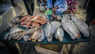 Foreign overfishing in Senegal fuels migration to Spain, a report finds