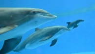 Video shows dolphin calf birth and first breath at Chicago zoo. Mom's friend helped